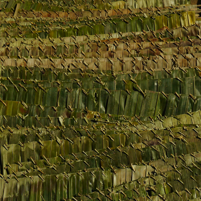 photography of dried palm leaves